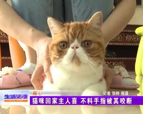回家怎么带走宠物猫