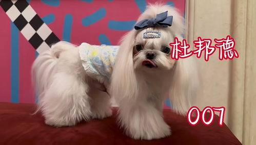 文案想念宠物狗的句子怎么写