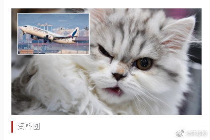 怎么给宠物猫上飞机