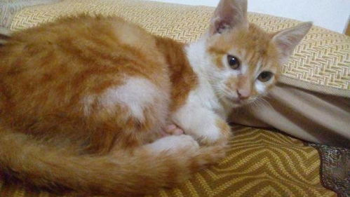 家人乱喂宠物猫怎么办呢