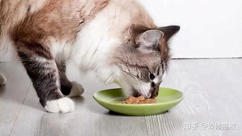 宠物猫该怎么吃猫粮