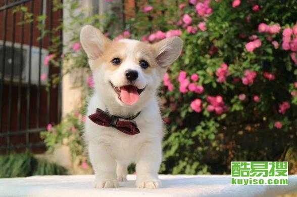 广州柯基犬多少钱一只