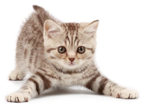 宠物猫怎么吃肥