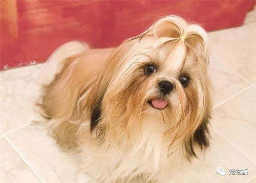 宠物狗怎么能让它不叫呢