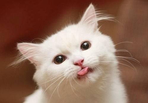 宠物猫药片怎么吃好