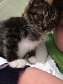 想买宠物猫怎么买