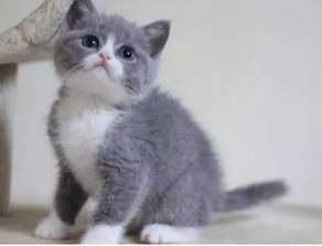 东方短毛猫多少钱一只