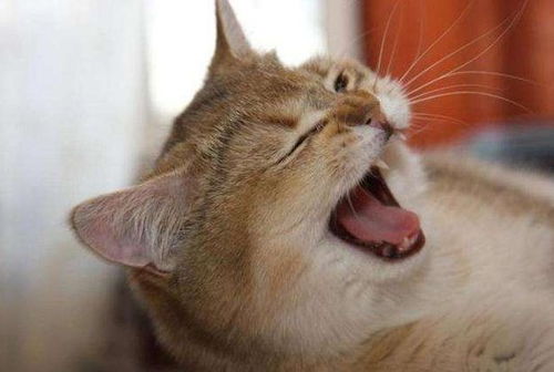 宠物猫怎么预防疾病传染