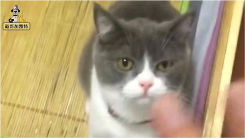 家猫养宠物猫怎么养活
