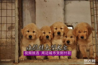 宠物狗金毛幼崽怎么养好