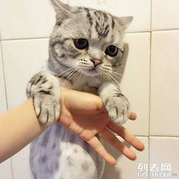 可怜的宠物狗猫怎么办呢