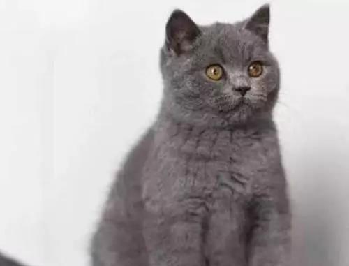 小蓝猫多少钱一只