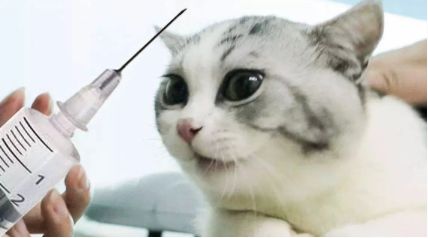猫的狂犬疫苗多少钱
