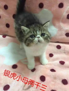加菲猫灰色多少钱