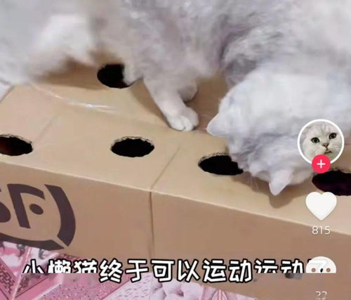 怎么用纸自制宠物猫玩具