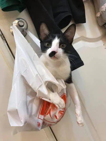 宠物猫便携袋怎么用