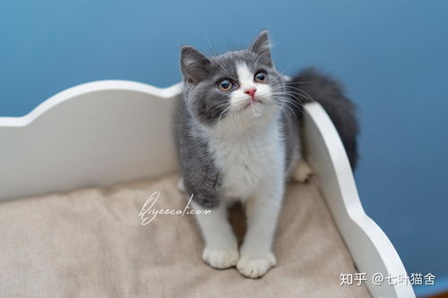 英国蓝短猫多少钱
