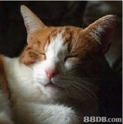 大龄猫怎么选宠物狗粮呢
