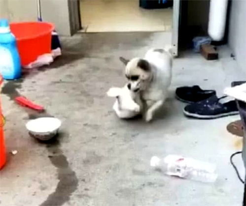宠物狗老是跑出去怎么办