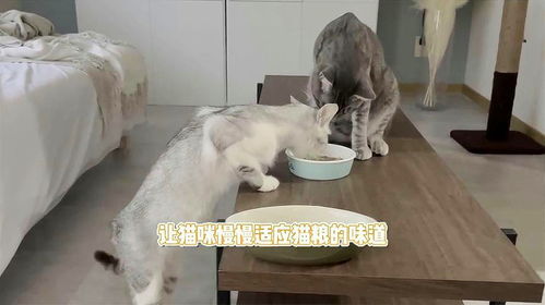 给猫做宠物狗粮怎么做