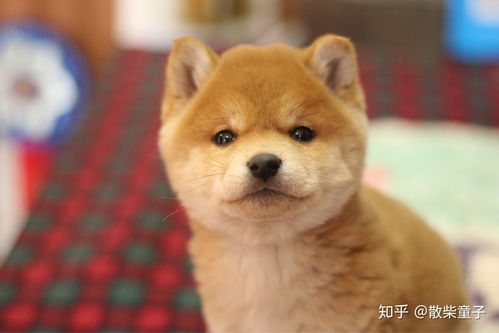 柴犬幼崽多少钱一只