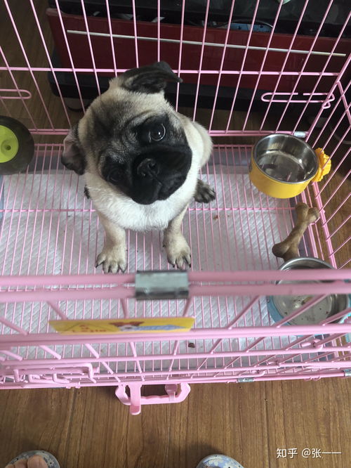 宠物狗拉尿有血怎么办了