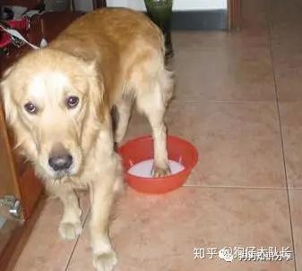 宠物狗总是舔脚怎么办