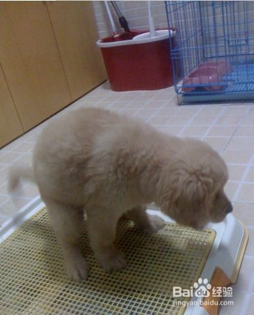 培育钻石宠物狗怎么样啊