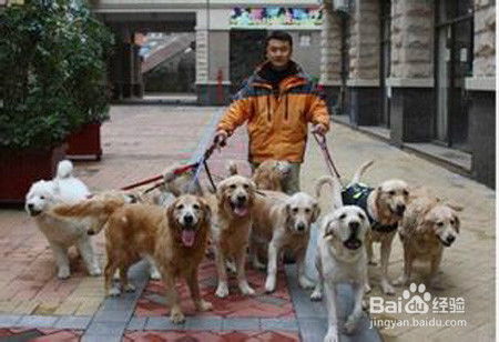 宠物狗怎么喂比较省钱一点