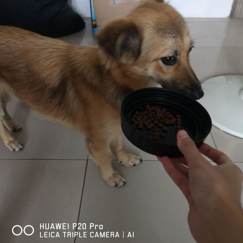 土狗养出宠物狗怎么办啊