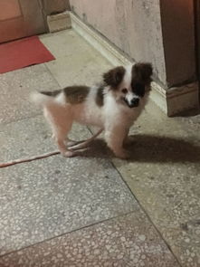 小狗狗宠物狗怎么养才行