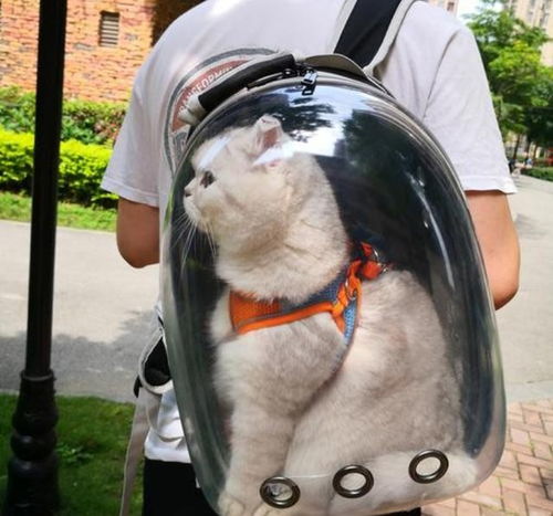 家里有宠物狗怎么遛猫呢