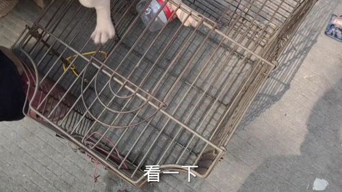 宠物狗怎么邮寄费用最低