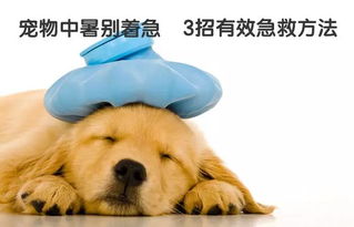 宠物狗有皱纹吗怎么办