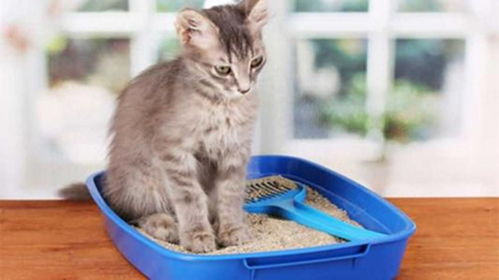 宠物猫怎么排泄