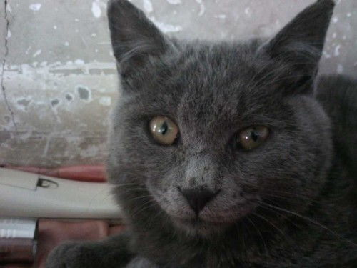灰色的猫多少钱一只