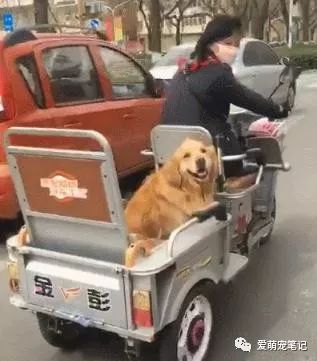 大街上偶遇宠物狗怎么办