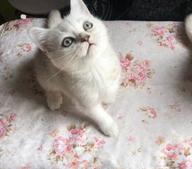 宠物猫纯种怎么选品相