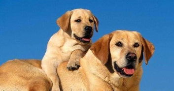 宠物狗被大犬咬了怎么办