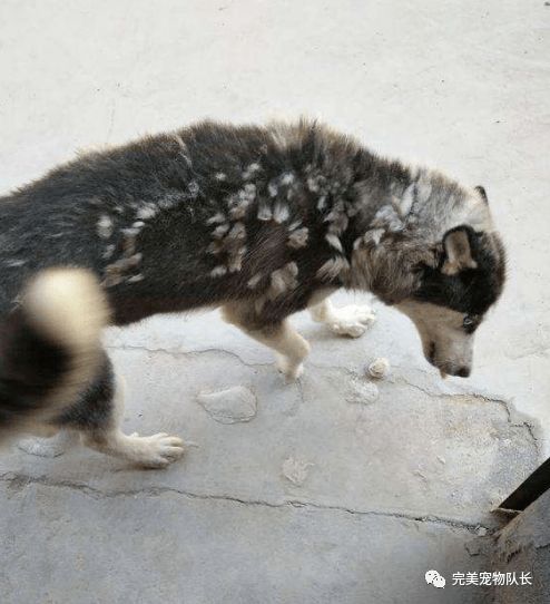 宠物狗爱吃头发怎么办啊
