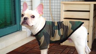 用旧衣服改宠物狗怎么改
