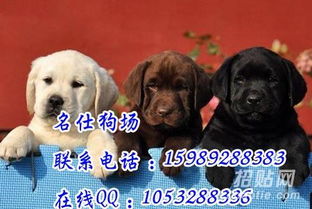 闲鱼卖宠物狗怎么操作好