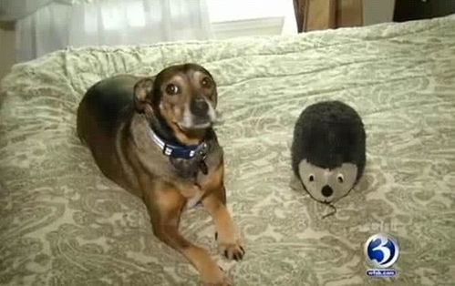 宠物狗突然漏尿是怎么回事