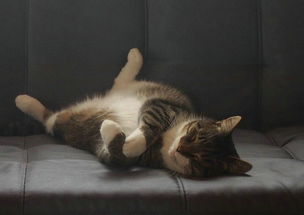 怎么样把宠物猫带上火车