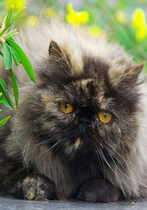 宠物猫掉沟里了怎么办