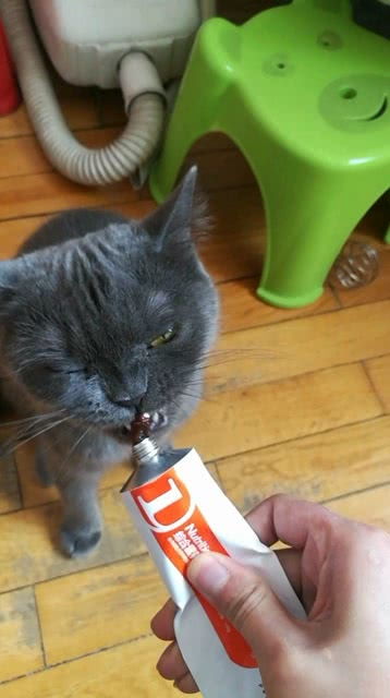 宠物猫跳蚤喷雾怎么用药
