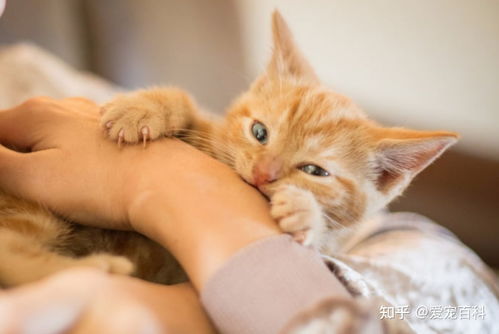 宠物猫咬人怎么纠正