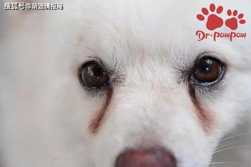 宠物狗得了尿道炎怎么治