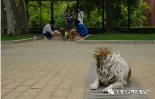 看到流浪宠物狗怎么办啊