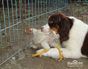 宠物狗怎么才能吃肉食啊